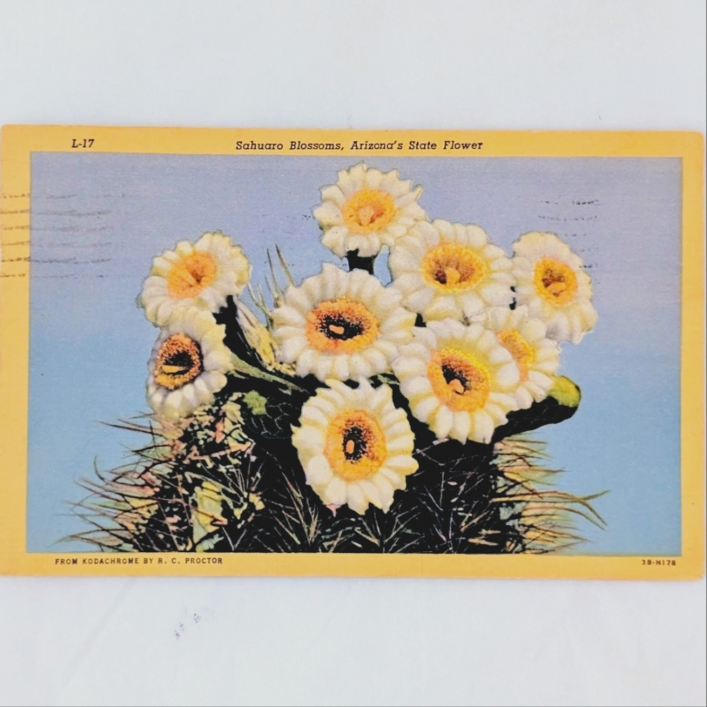Vintage 1954 Saguaro Blossoms Arizona State Flower Postcard R.C. Proctor